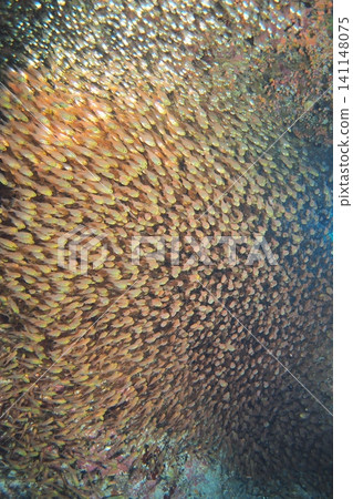 Underwater photograph of a school of cardinalfish inside an underwater cave off Zamami Island. Underwater photograph of a school of cardinalfish inside an underwater cave off Zamami Island. 141148075