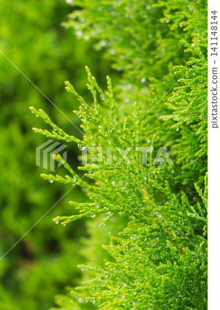 Fresh thuja branch with raindrops on vibrant evergreen foliage after rain Fresh thuja branch with raindrops on vibrant evergreen foliage after rain 141148144