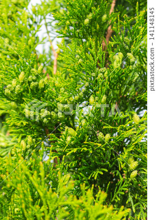 Evergreen thuja branches covered with clusters of young green seed cones Evergreen thuja branches covered with clusters of young green seed cones 141148145