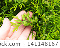 Hand holding thuja branch with immature green cones on evergreen foliage 141148167