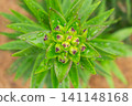 Overhead view of lily flower buds with raindrops on bright green foliage 141148168