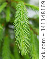 Macro view of young spruce branch with raindrops on fresh green needles 141148169