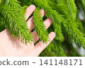 Hand touching fresh young spruce branches with soft green needles in spring 141148171