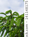 Young spruce branch with fresh spring growth against cloudy sky 141148175