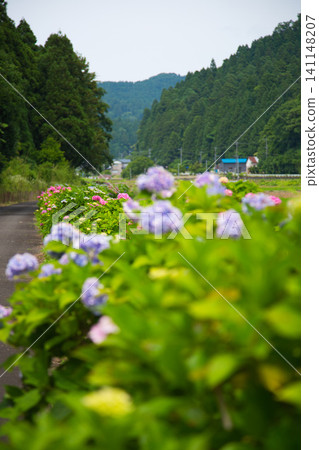 繡球花路正盛開 繡球花路正盛開 141148207