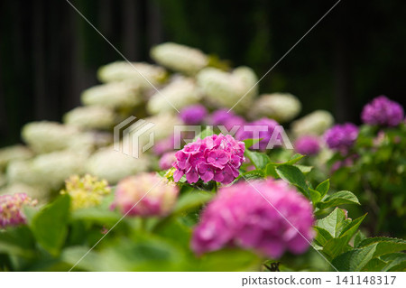 Hydrangea Road in full bloom Hydrangea Road in full bloom 141148317