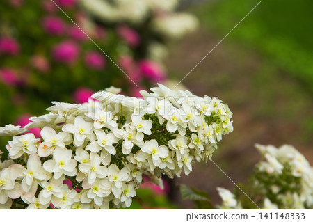 Hydrangea Road in full bloom Hydrangea Road in full bloom 141148333