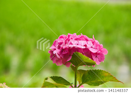 Hydrangea Road in full bloom Hydrangea Road in full bloom 141148337
