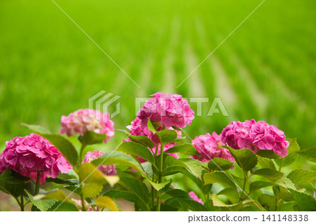 Hydrangea Road in full bloom Hydrangea Road in full bloom 141148338