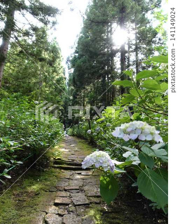 山形市出鹽文字堂盛開的繡球花 山形市出鹽文字堂盛開的繡球花 141149024