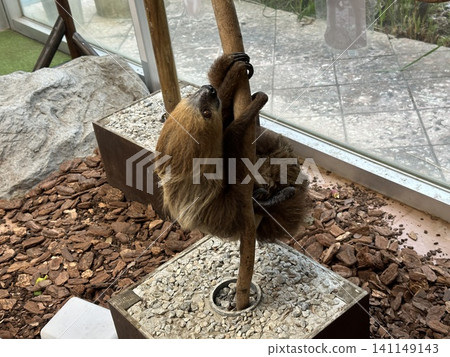 Sloth Sloth 141149143