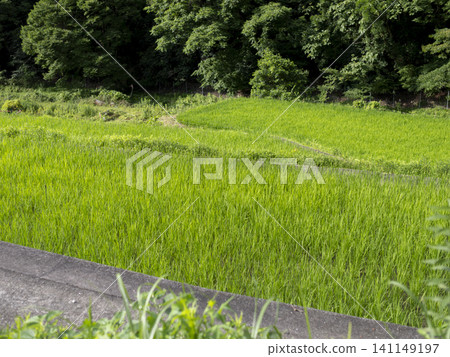 The landscape of terraced rice fields spreading across the Kashiwabara district of Inagawa Town The landscape of terraced rice fields spreading across the Kashiwabara district of Inagawa Town 141149197