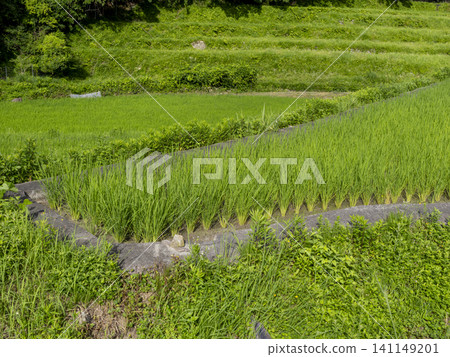 The landscape of terraced rice fields spreading across the Kashiwabara district of Inagawa Town The landscape of terraced rice fields spreading across the Kashiwabara district of Inagawa Town 141149201