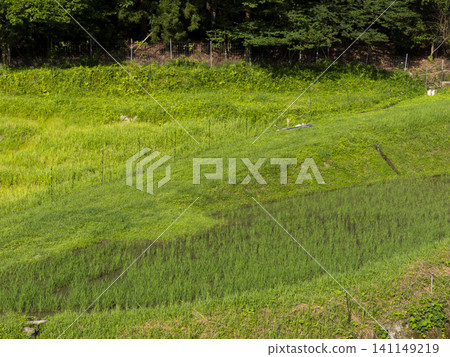 The landscape of terraced rice fields spreading across the Kashiwabara district of Inagawa Town The landscape of terraced rice fields spreading across the Kashiwabara district of Inagawa Town 141149219