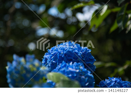 Mt. Asuwa with hydrangeas in full bloom in spring Mt. Asuwa with hydrangeas in full bloom in spring 141149227