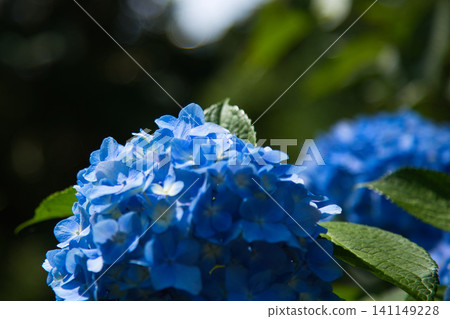 Mt. Asuwa with hydrangeas in full bloom in spring Mt. Asuwa with hydrangeas in full bloom in spring 141149228