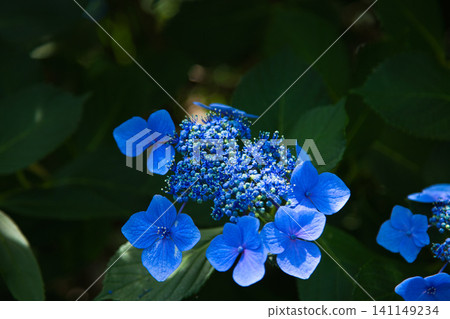 Mt. Asuwa with hydrangeas in full bloom in spring Mt. Asuwa with hydrangeas in full bloom in spring 141149234