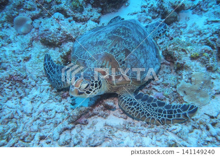 一隻綠海龜在阿卡島休息? (水下照片) 一隻綠海龜在阿卡島休息? (水下照片) 141149240