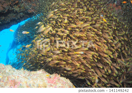 Underwater photograph of a school of cardinalfish inside an underwater cave off Zamami Island. Underwater photograph of a school of cardinalfish inside an underwater cave off Zamami Island. 141149242
