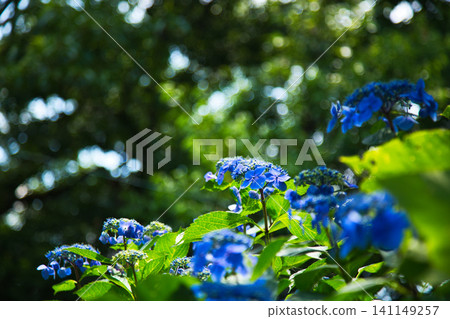 Mt. Asuwa with hydrangeas in full bloom in spring Mt. Asuwa with hydrangeas in full bloom in spring 141149257