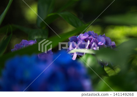 Mt. Asuwa with hydrangeas in full bloom in spring Mt. Asuwa with hydrangeas in full bloom in spring 141149268