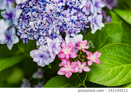 Flowers blooming in the garden Flowers blooming in the garden 141149311