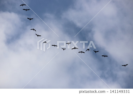 Great cormorant flying in the sky Great cormorant flying in the sky 141149331