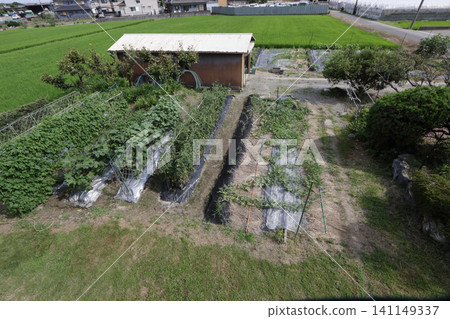 Farmer's vegetable garden 141149337