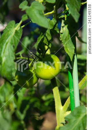 我的葡萄園 我的葡萄園 141149338