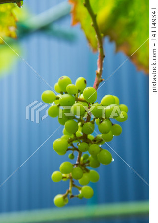My grape garden My grape garden 141149341