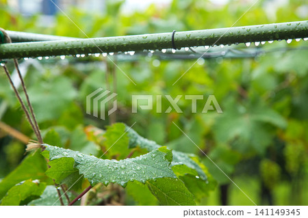 My grape garden 141149345