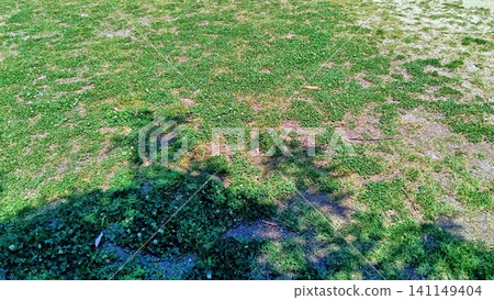 Summer sunlight filtering through the trees and a clover-covered lawn in the background. Summer sunlight filtering through the trees and a clover-covered lawn in the background. 141149404