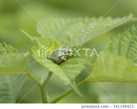 A Japanese tree frog on a leaf A Japanese tree frog on a leaf 141149423
