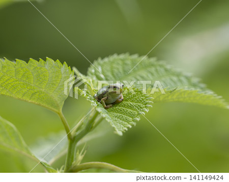A Japanese tree frog on a leaf A Japanese tree frog on a leaf 141149424