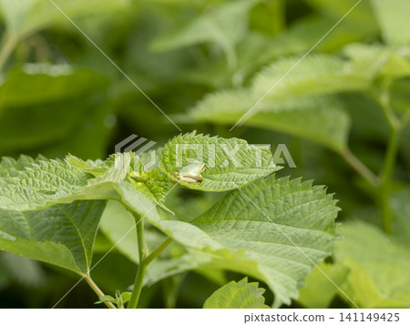 A Japanese tree frog on a leaf A Japanese tree frog on a leaf 141149425