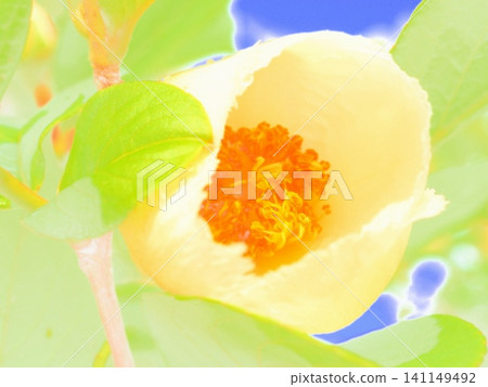 Summer camellia flowers just beginning to bloom (afw20260619061028) 141149492