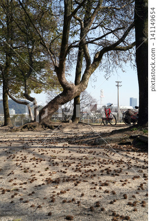公園地面和樹堅果 141149654