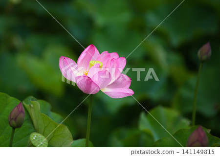 蓮花盛開 蓮花盛開 141149815