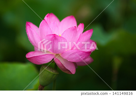 蓮花盛開 141149816
