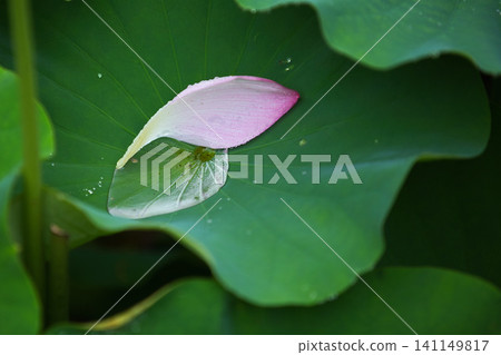 蓮花盛開 141149817