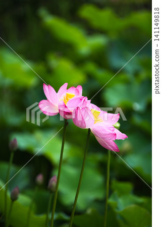 蓮花盛開 141149818