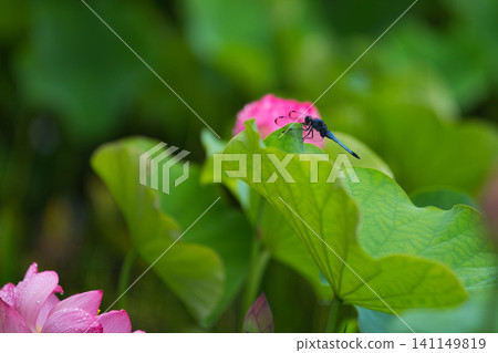 蓮花盛開 141149819