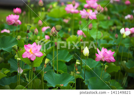 蓮花盛開 蓮花盛開 141149821