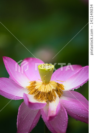 Lotus flowers in full bloom Lotus flowers in full bloom 141149834