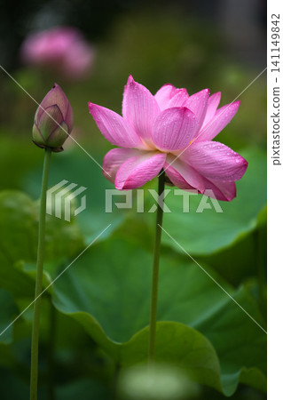 Lotus flowers in full bloom Lotus flowers in full bloom 141149842