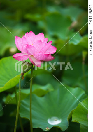 Lotus flowers in full bloom Lotus flowers in full bloom 141149843
