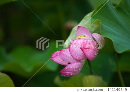 Lotus flowers in full bloom Lotus flowers in full bloom 141149849