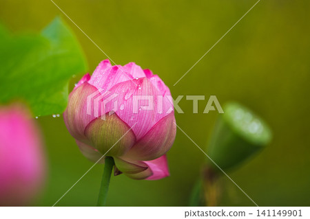 Lotus flowers in full bloom 141149901