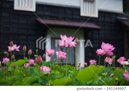 Lotus flowers in full bloom Lotus flowers in full bloom 141149907