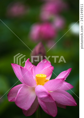 Lotus flowers in full bloom 141149911